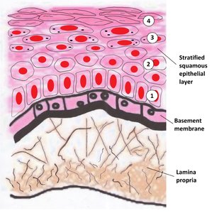 Extracellular matrix and plasmodesmata