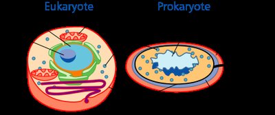 Prokaryotic vs. Eukaryotic cell diagram