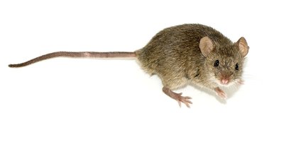 Laboratory mouse
