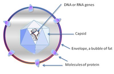 Virus particle structure