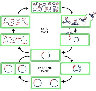 Lytic and lysogenic cycles