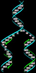DNA replication diagram