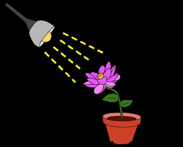 Plant responding to external environment
