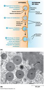 Steps of exocytosis and vesicle fusion
