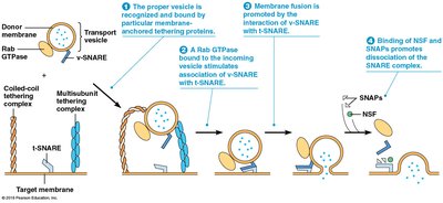 Mechanism of SNARE-mediated vesicle fusion