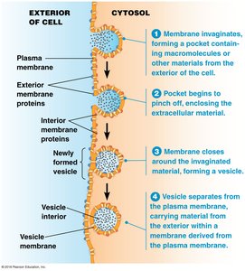 Steps of endocytosis and vesicle formation