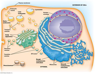Diagram of the endomembrane system in a eukaryotic cell