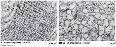 Electron micrographs of rough and smooth ER