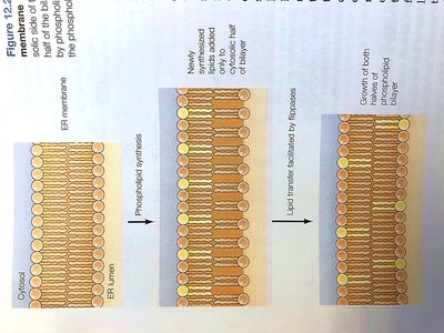 Phospholipid synthesis and transfer in the ER membrane