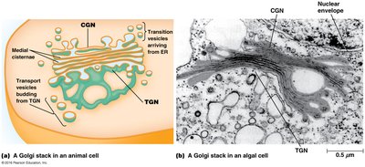 Structure of the Golgi stack in animal and algal cells