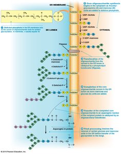 Steps of glycosylation in the ER and Golgi