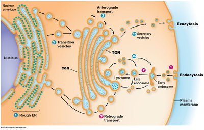 Diagram of anterograde and retrograde transport in the Golgi complex