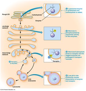Lysosomal enzyme targeting and sorting