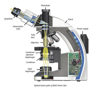 Diagram of a compound light microscope showing labeled parts and the optical beam path