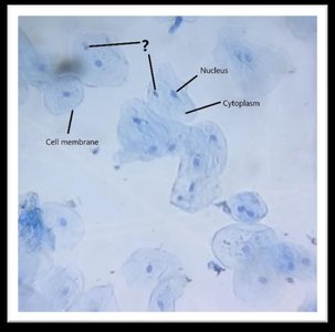 Cheek cells with labeled cell membrane, cytoplasm, nucleus, and mitochondrion