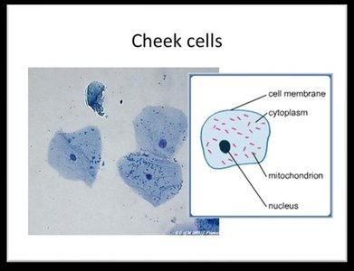 Human cheek cells using 40x objective lens, one cell highlighted
