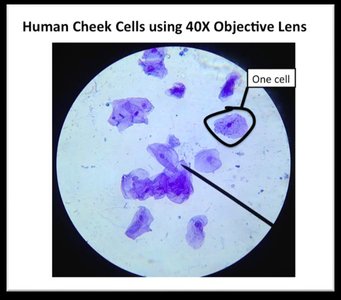 Cheek cells with labeled cell membrane, nucleus, and cytoplasm
