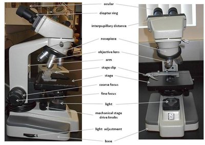 Photograph of a compound light microscope with labeled parts