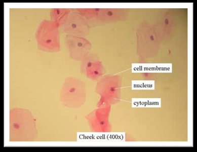 Cheek cells at 400x magnification with labeled cell membrane, nucleus, and cytoplasm
