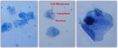 Cheek cells with labeled cell membrane, cytoplasm, and nucleus