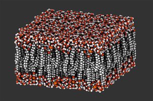 Molecular model of a lipid bilayer
