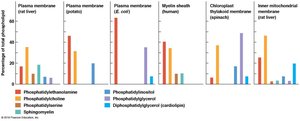 Phospholipid composition in different membranes