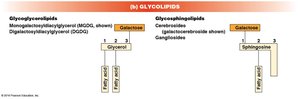 Glycolipid structure and types