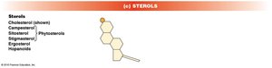 Sterol structure and types