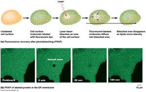 FRAP experiment to measure lipid mobility