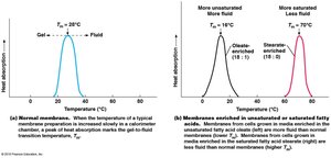 Effect of temperature and fatty acid saturation on membrane fluidity