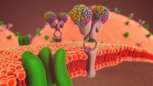 3D illustration of membrane proteins embedded in a lipid bilayer