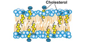 Cholesterol molecules intercalated in the lipid bilayer