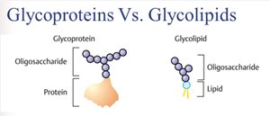 Comparison of glycoproteins and glycolipids