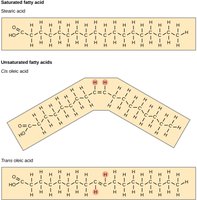 Structures of saturated, cis-unsaturated, and trans-unsaturated fatty acids