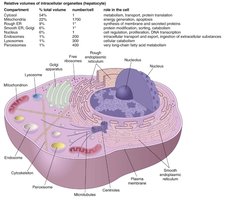 Diagram of a eukaryotic cell with labeled organelles and their relative volumes