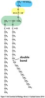 Structure of phosphatidylcholine, a common phospholipid