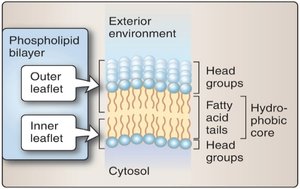 Phospholipid bilayer structure