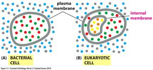 Comparison of bacterial and eukaryotic cell membranes