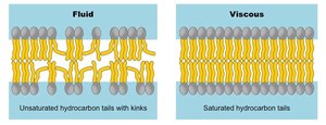 Types of phospholipid movement: lateral, rotation, flexion