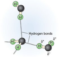 Hydrogen bonding between water molecules