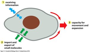Diagram showing membrane functions: information reception, import/export, and movement
