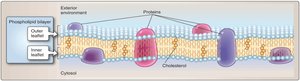 Diagram of the lipid bilayer with proteins and cholesterol