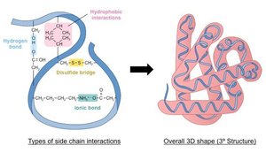 Types of side chain interactions and overall 3D shape
