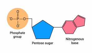 General structure of a nucleotide