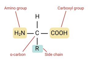 General structure of an amino acid