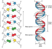 DNA double helix structure