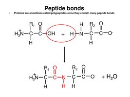 Peptide bond formation between amino acids
