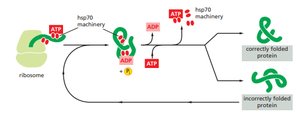 Chaperone-assisted protein folding