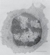 Small lymphocyte