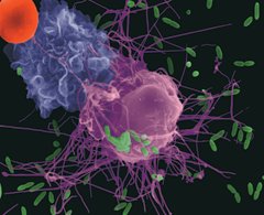 Macrophage attacking Escherichia coli; schematic of phagocytosis steps